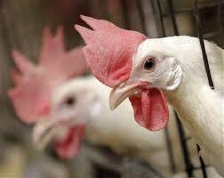 از ابتدای سال جاری تا کنون بیش از ۵٠٠ تن مرغ منجمد در سطح استان توزیع شده است