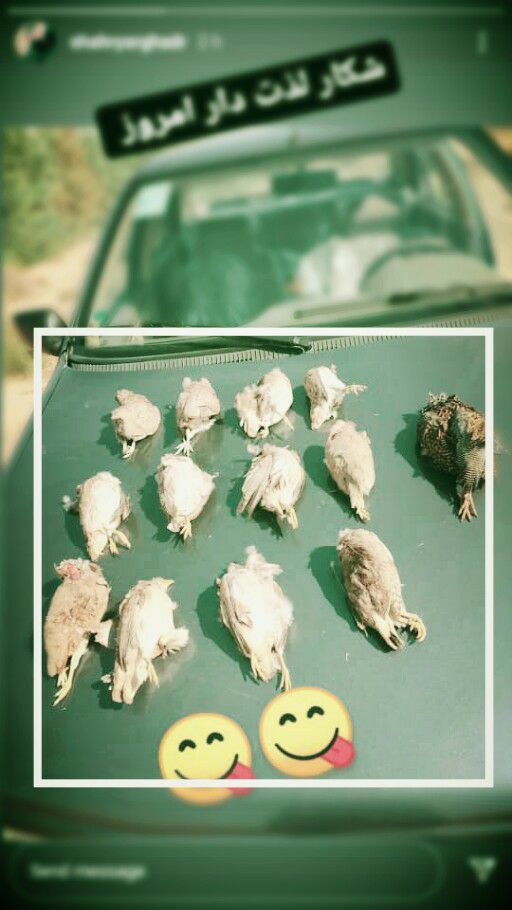 عامل انتشار پرندگان شکار شده در فضای مجازی بازداشت شد