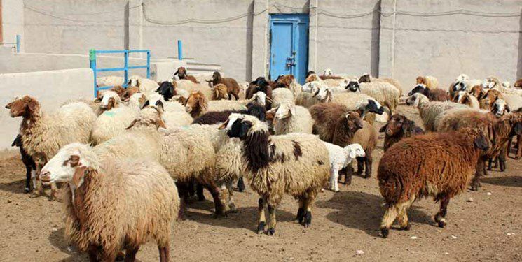 ۶ درصد جمعیت دام عشایر کشور در اختیار استان ایلام است/صادرات دام متوقف شد