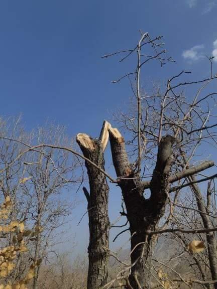 جهل بشر و بلوط بی پناه