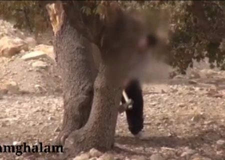 بلوط و این همه زخم که بر تن دارد