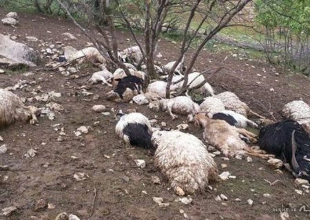 حمله پلنگ به احشام در دره شهر