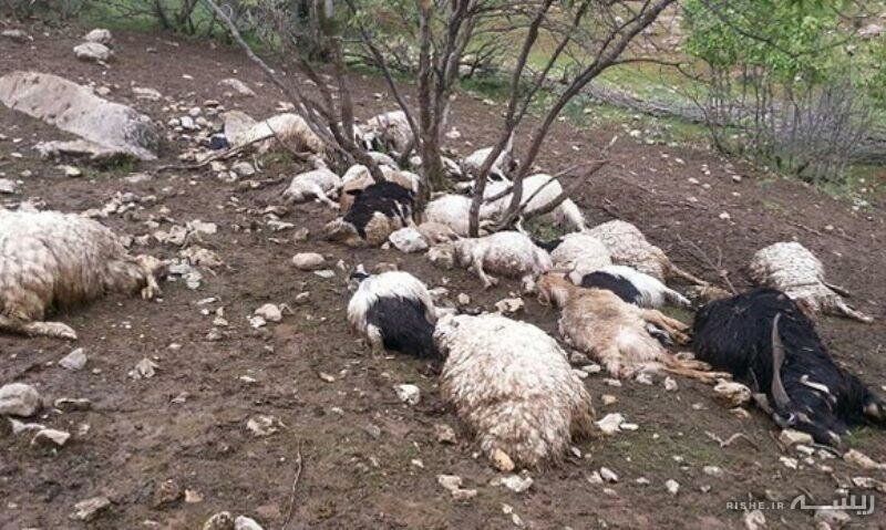 حمله پلنگ به احشام در دره شهر