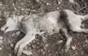 کشتن سگهای اطراف شهر با قرص برنج