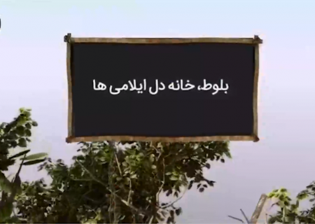 بلوط