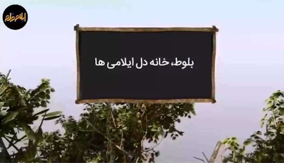 بلوط