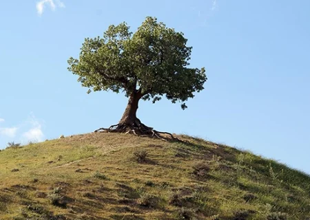عروس زاگرس، ماتم‌نشین بختی سیاه،