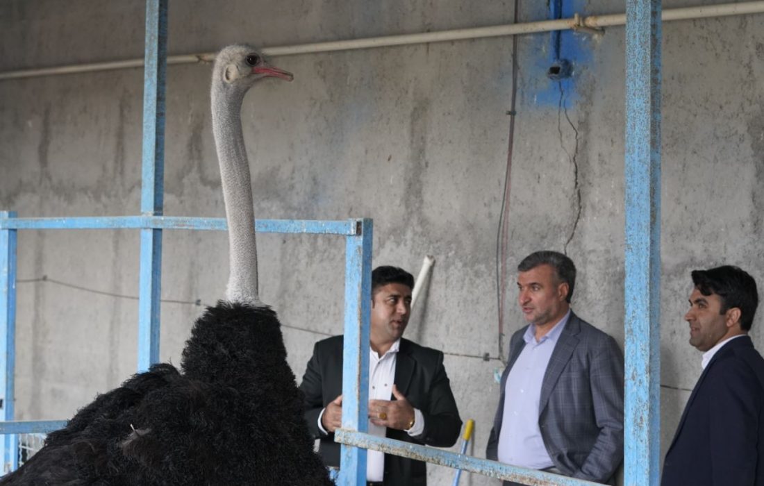 معاون اقتصادی استاندار ایلام از واحدهای صنعتی ملکشاهی بازدید کرد